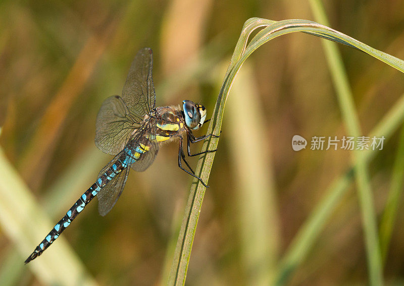 休息的流动小贩(Aeshna mixta)